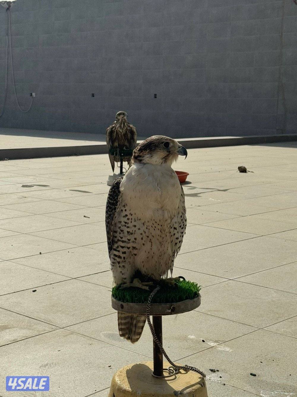 للبيع كومت ريش1