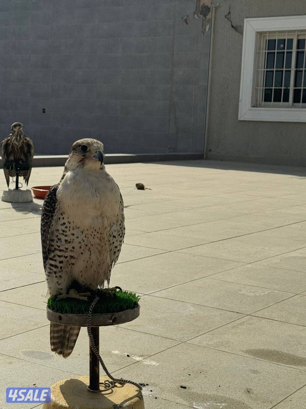 للبيع كومت ريش2