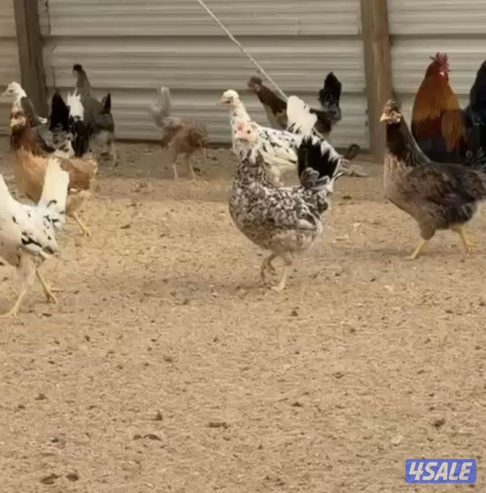 للبيع دجاج عربي فاخر احجام ريش طيب0