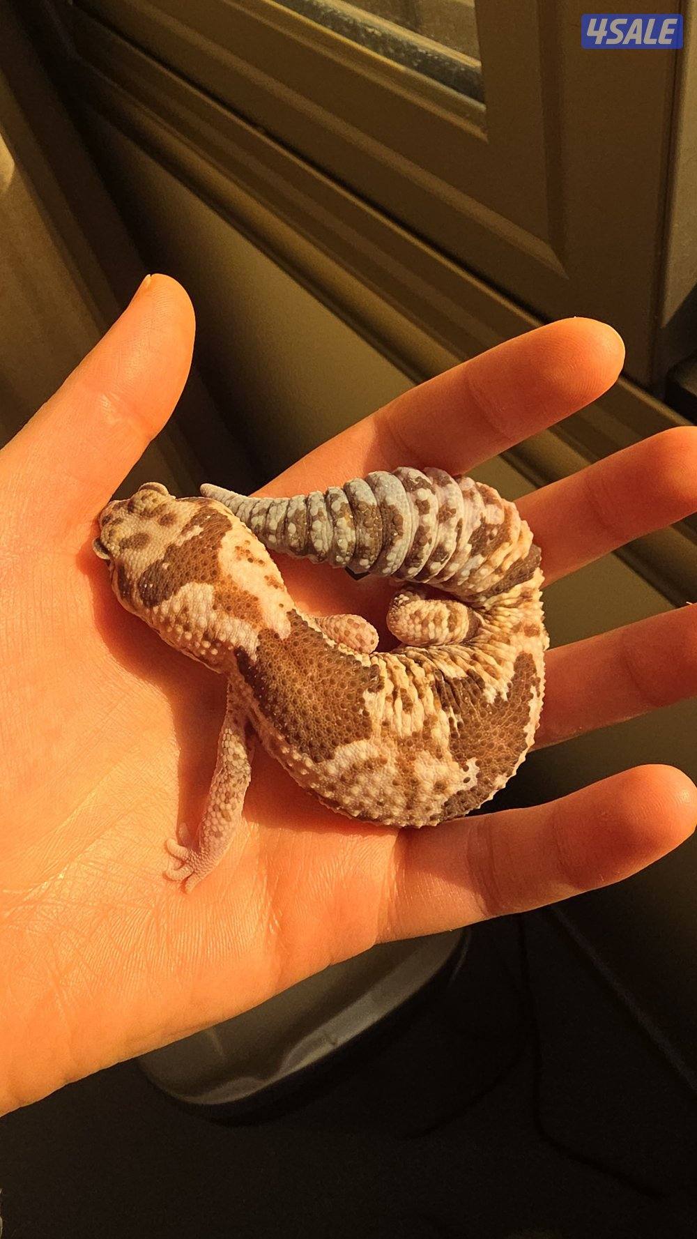 african fat-tailed gecko for sale0