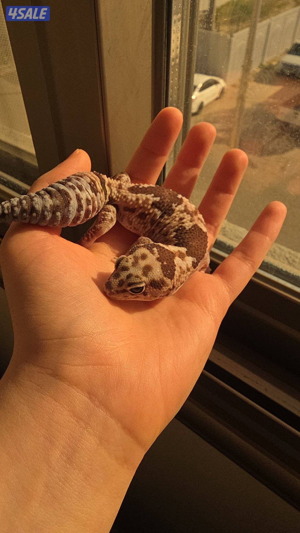 african fat-tailed gecko for sale1