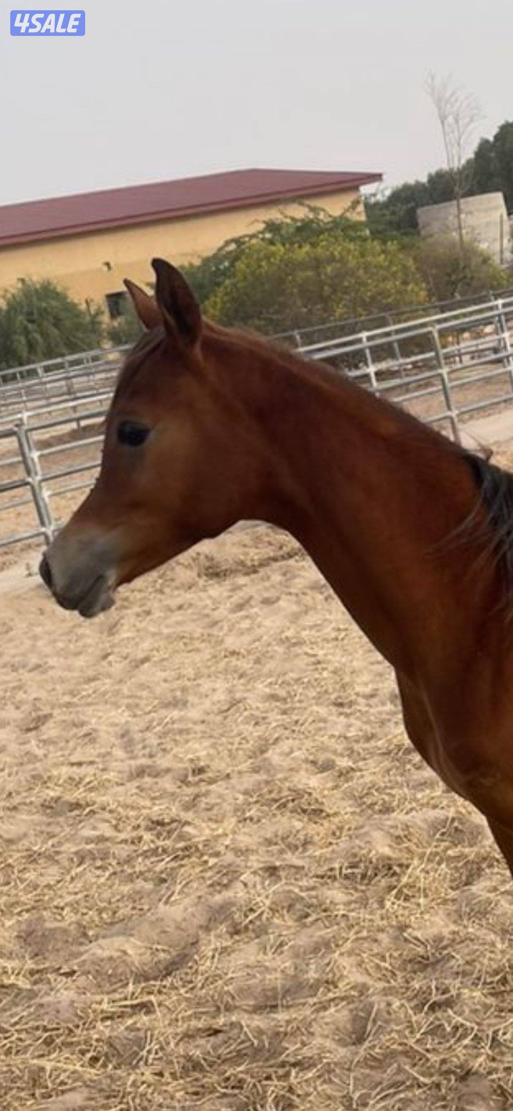 للبيع مجموعة من الافراس والمهرات والمهور0