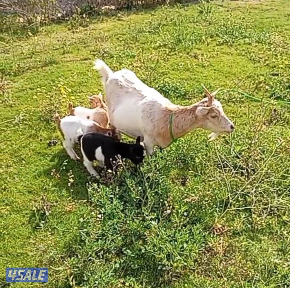 چيكية مطفل تحتها جفرتين وتيس  على السوم الولادة الثانية لها0