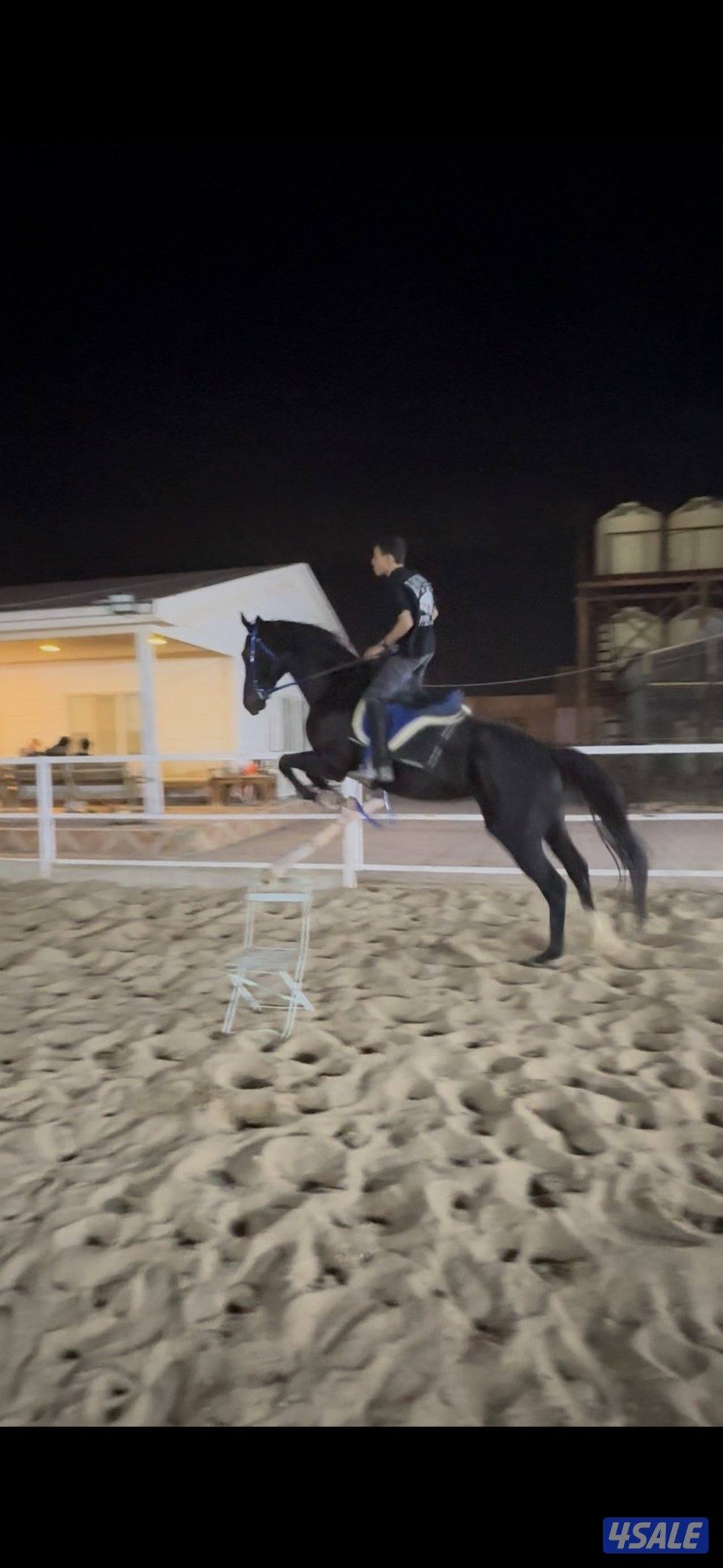 للبيع حصان قفز ادهم مواليد 2018 بدون اوراق0