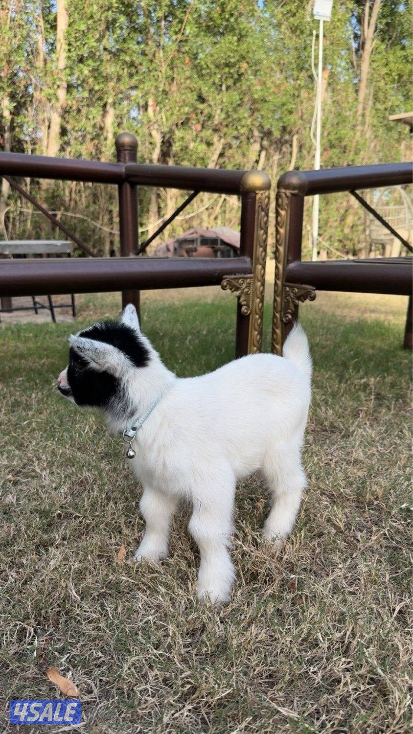 تيس جيكي للبيع العمر ٣٢ يوم بصحه جيده جدا جدا ولعوب مع الاطفال ويرضع0