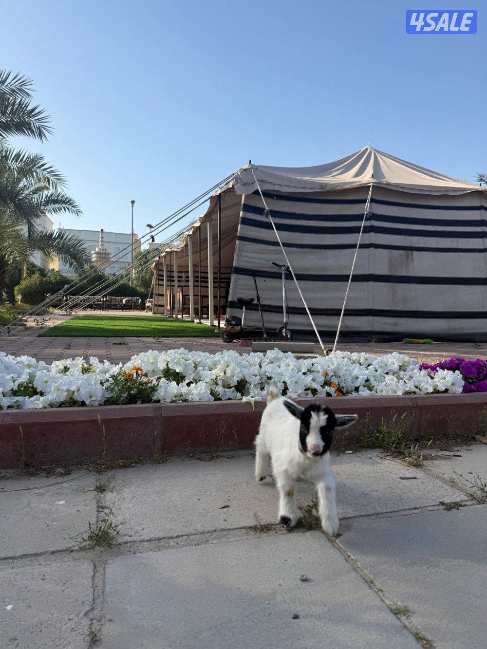 تيس جيكي للبيع العمر ٣٢ يوم بصحه جيده جدا جدا ولعوب مع الاطفال ويرضع1