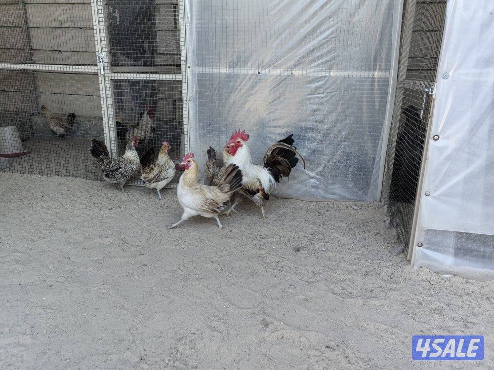 ١٠ وديج الترثه القديمه0