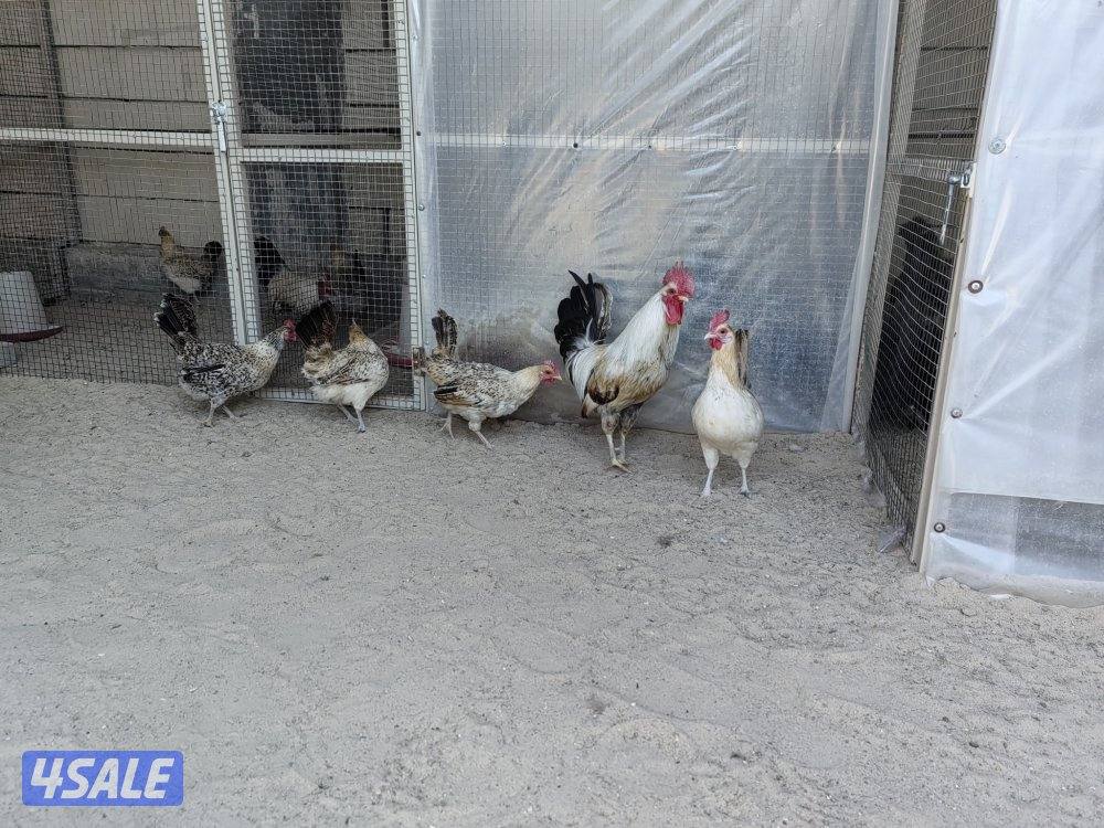 ١٠ وديج الترثه القديمه1