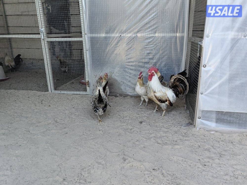 ١٠ وديج الترثه القديمه3