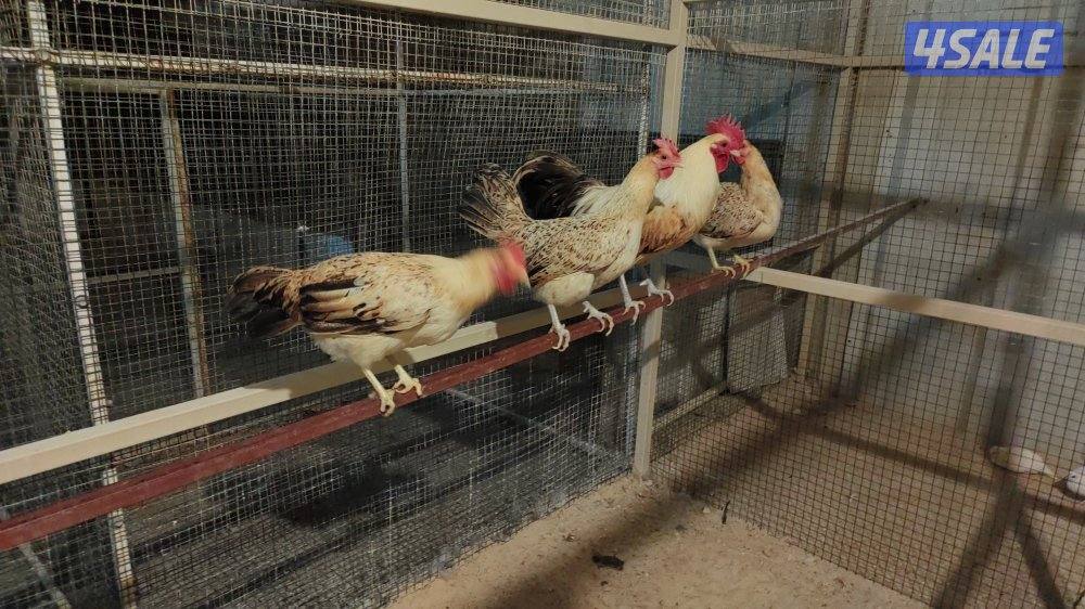 ١٠ وديج الترثه القديمه4