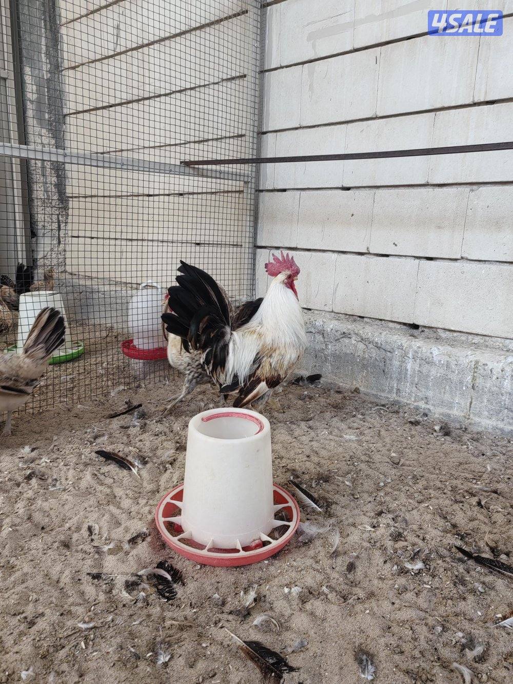 ١٠ وديج الترثه القديمه5