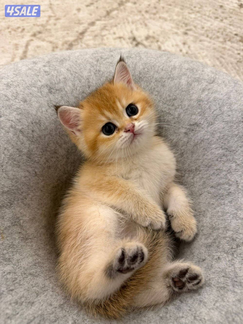 للبيع كتن مكس برتش و سكوتش شورت هير2