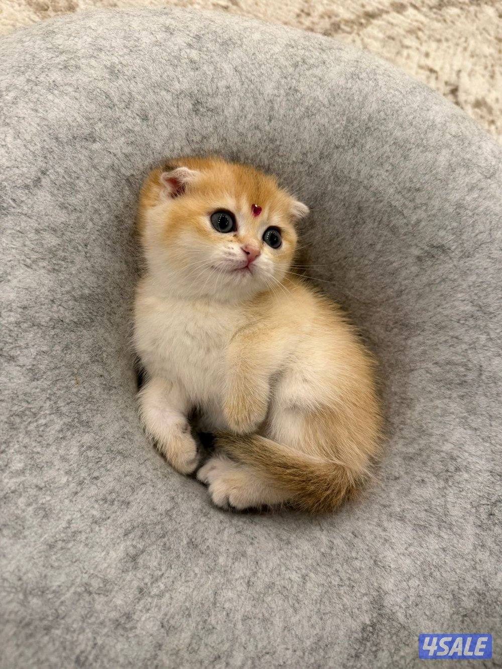 للبيع كتن مكس برتش و سكوتش شورت هير0