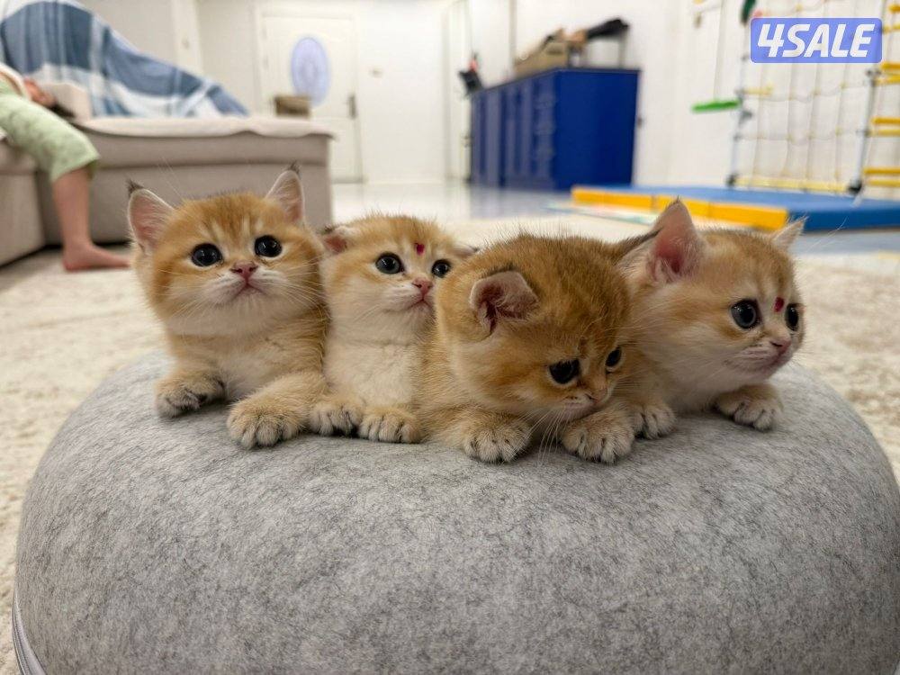 للبيع كتن مكس برتش و سكوتش شورت هير1