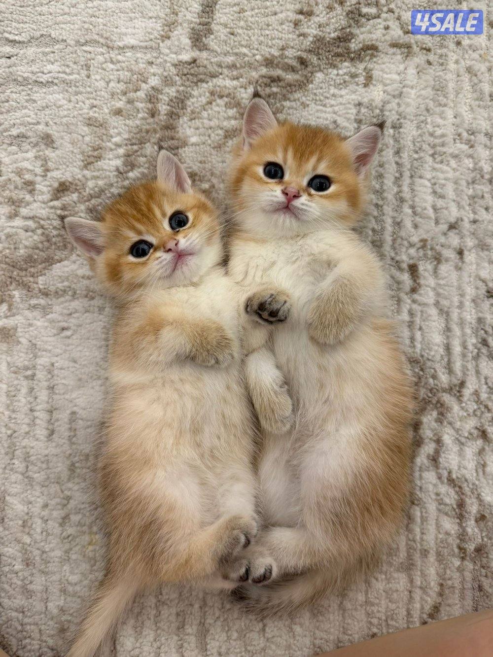 للبيع كتن مكس برتش و سكوتش شورت هير5