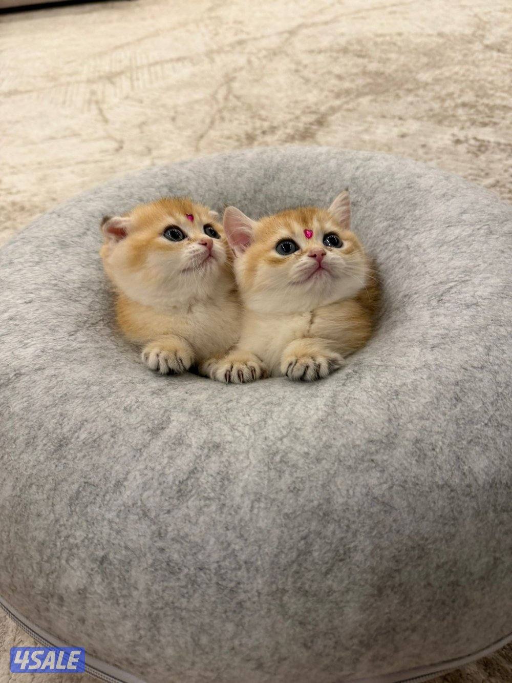 للبيع كتن مكس برتش و سكوتش شورت هير4