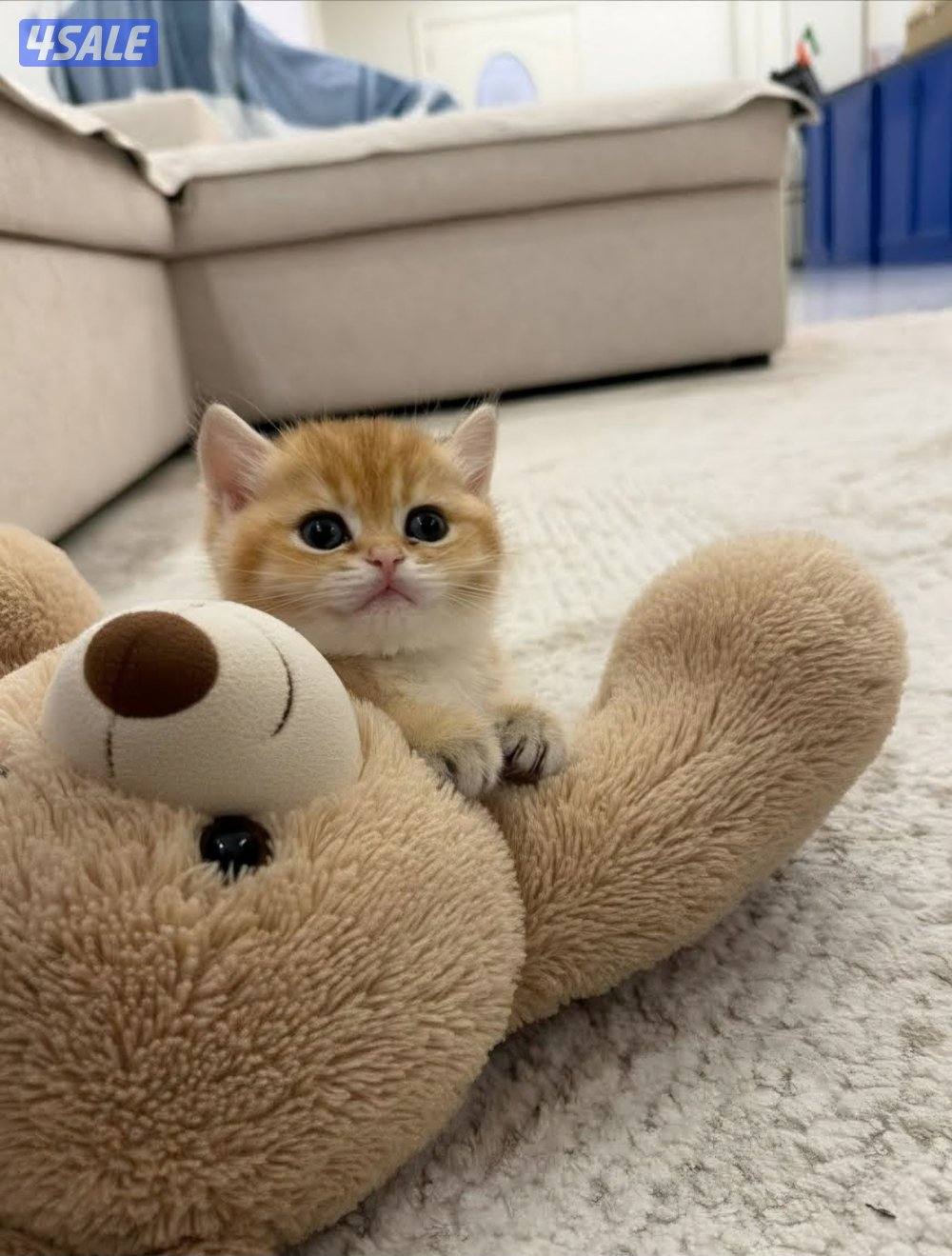 للبيع كتن مكس برتش و سكوتش شورت هير6