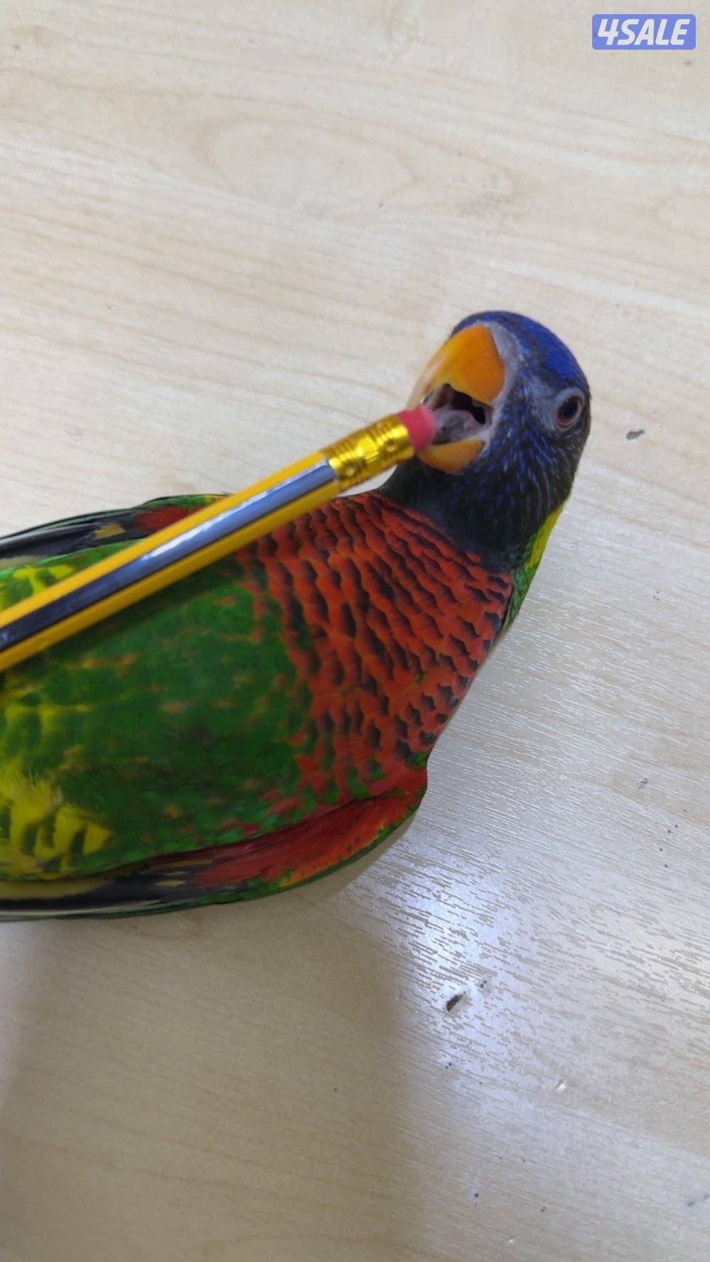 بغبغاء اللوري0