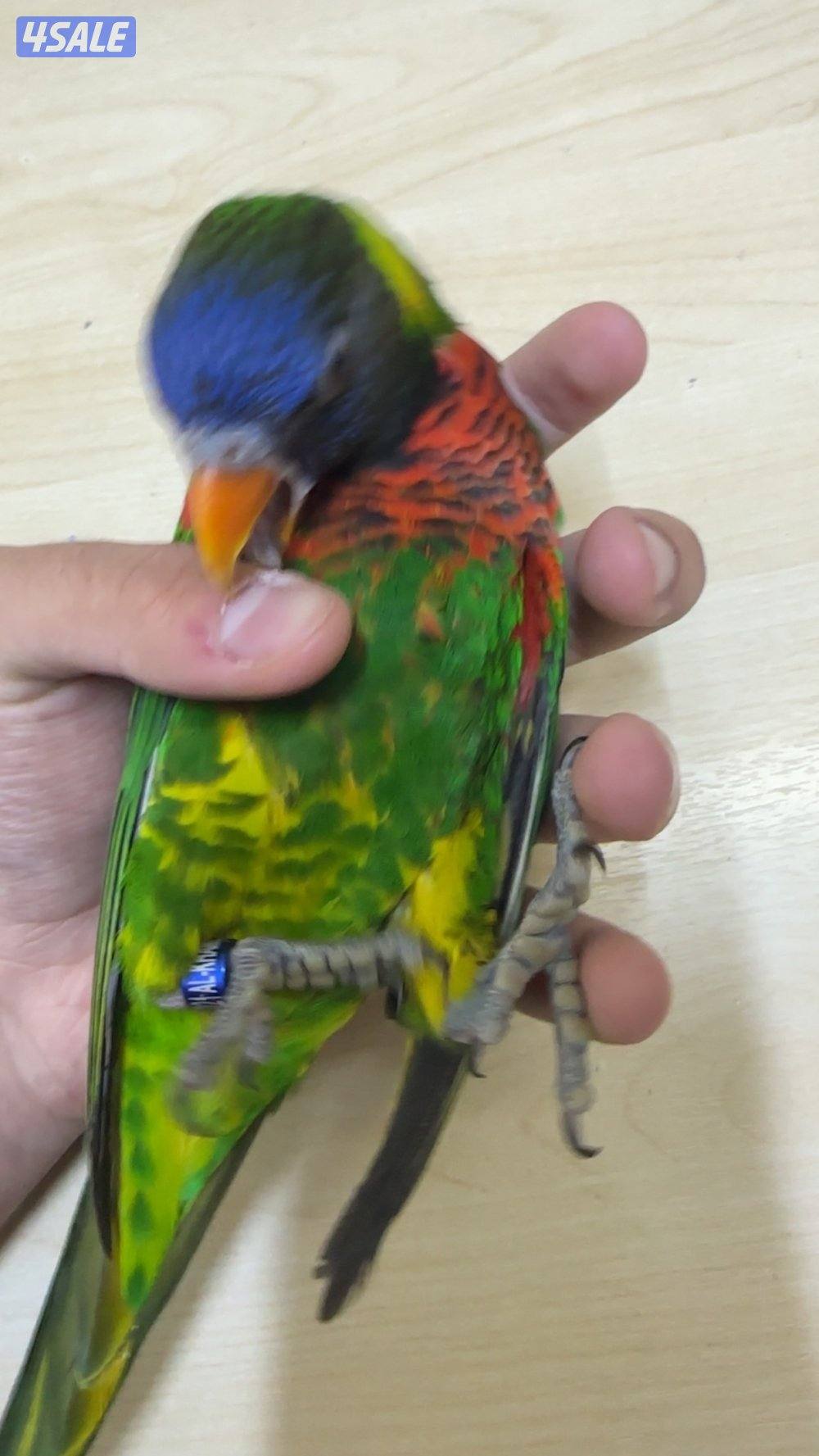 بغبغاء اللوري1