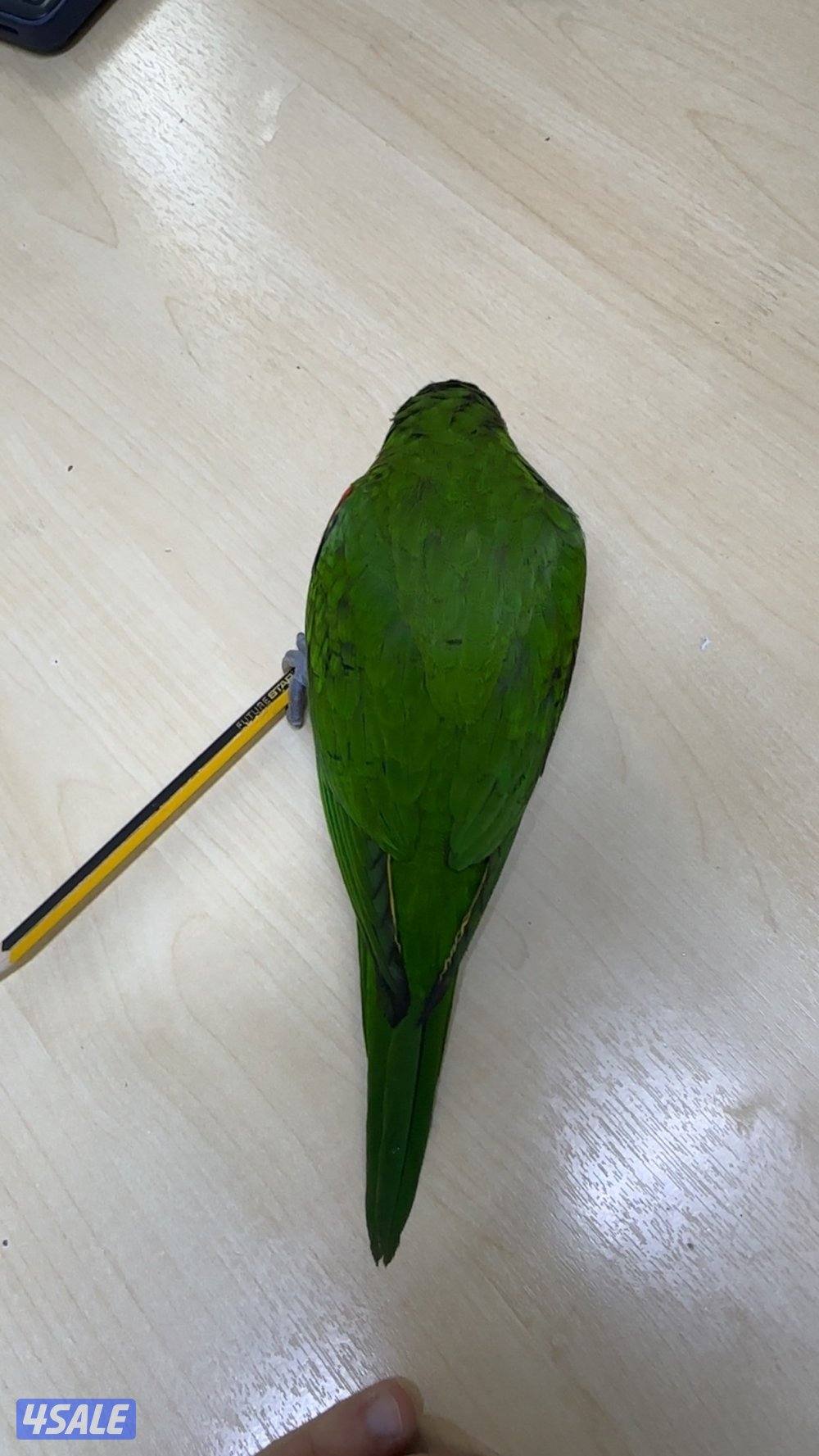 بغبغاء اللوري2