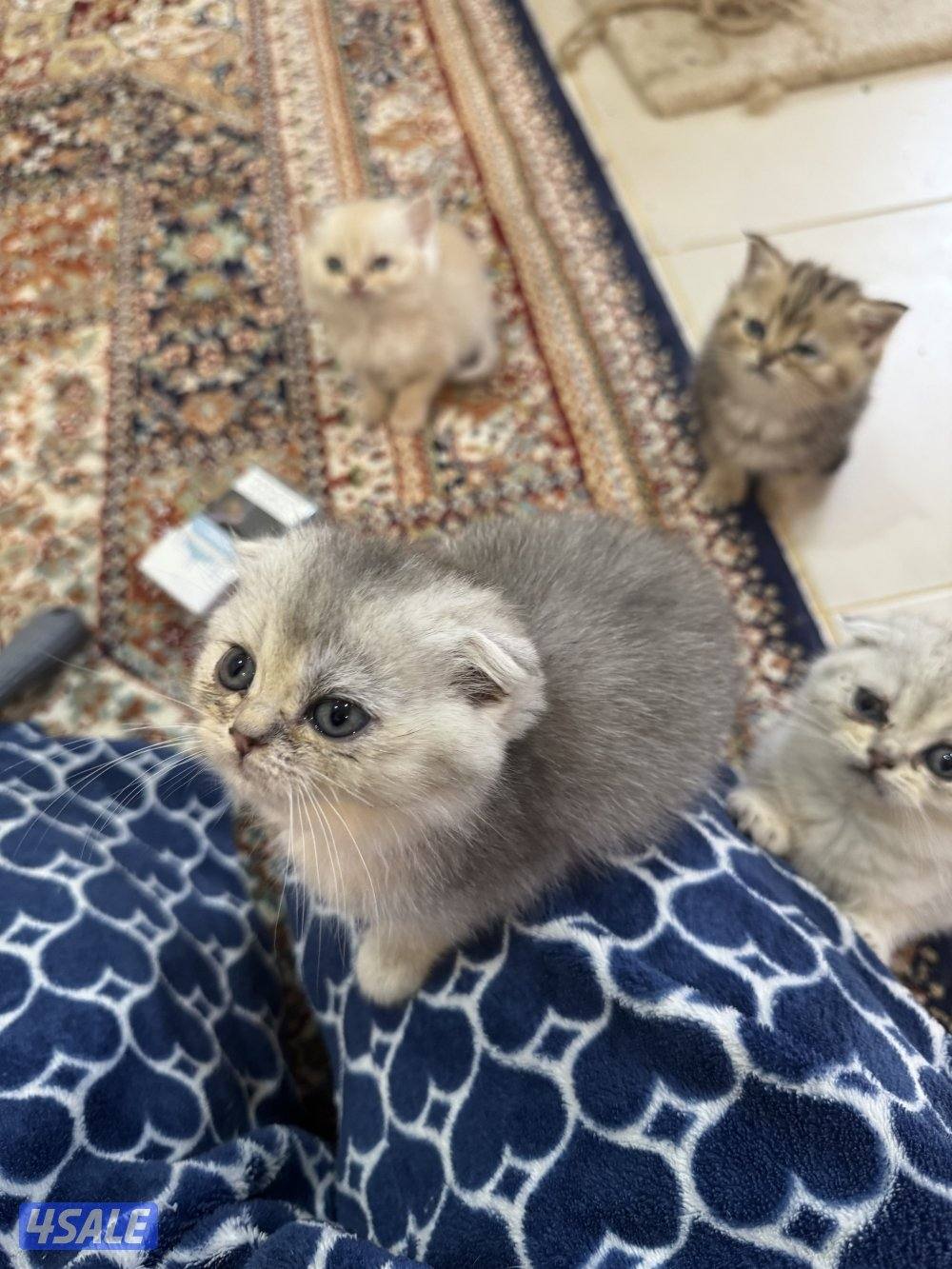 للبيع كتين سكوتش فولد وستريت بيور شي نظيف0