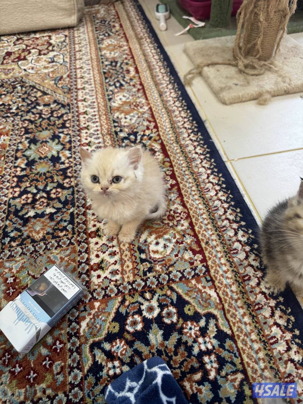 للبيع كتين سكوتش فولد وستريت بيور شي نظيف1