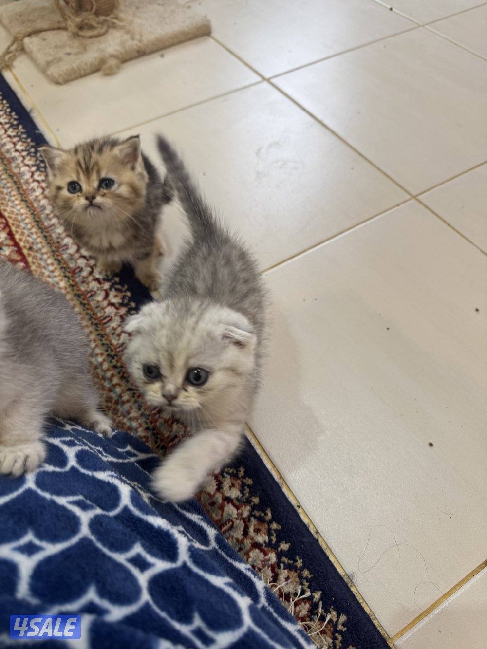 للبيع كتين سكوتش فولد وستريت بيور شي نظيف2