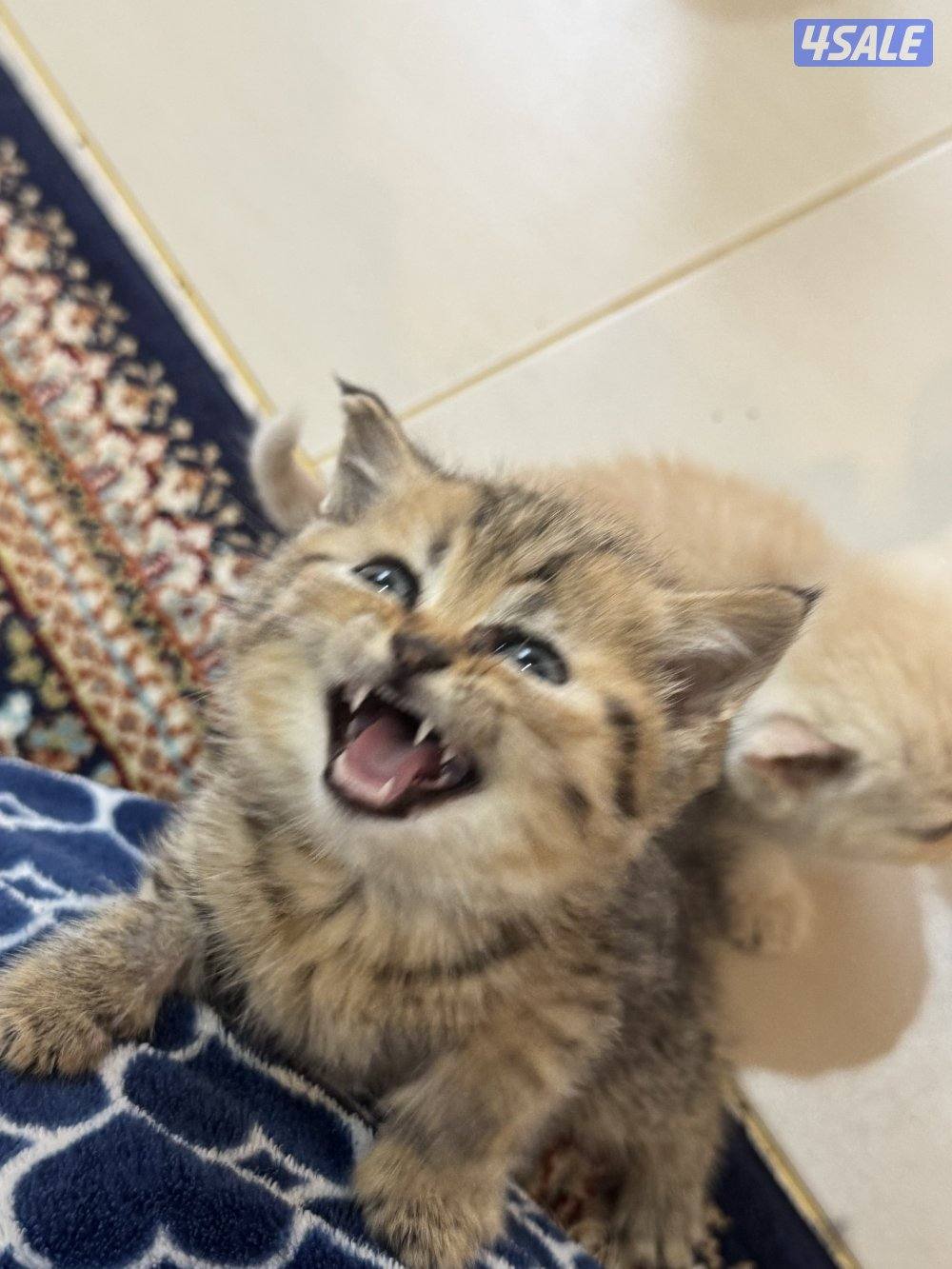 للبيع كتين سكوتش فولد وستريت بيور شي نظيف3