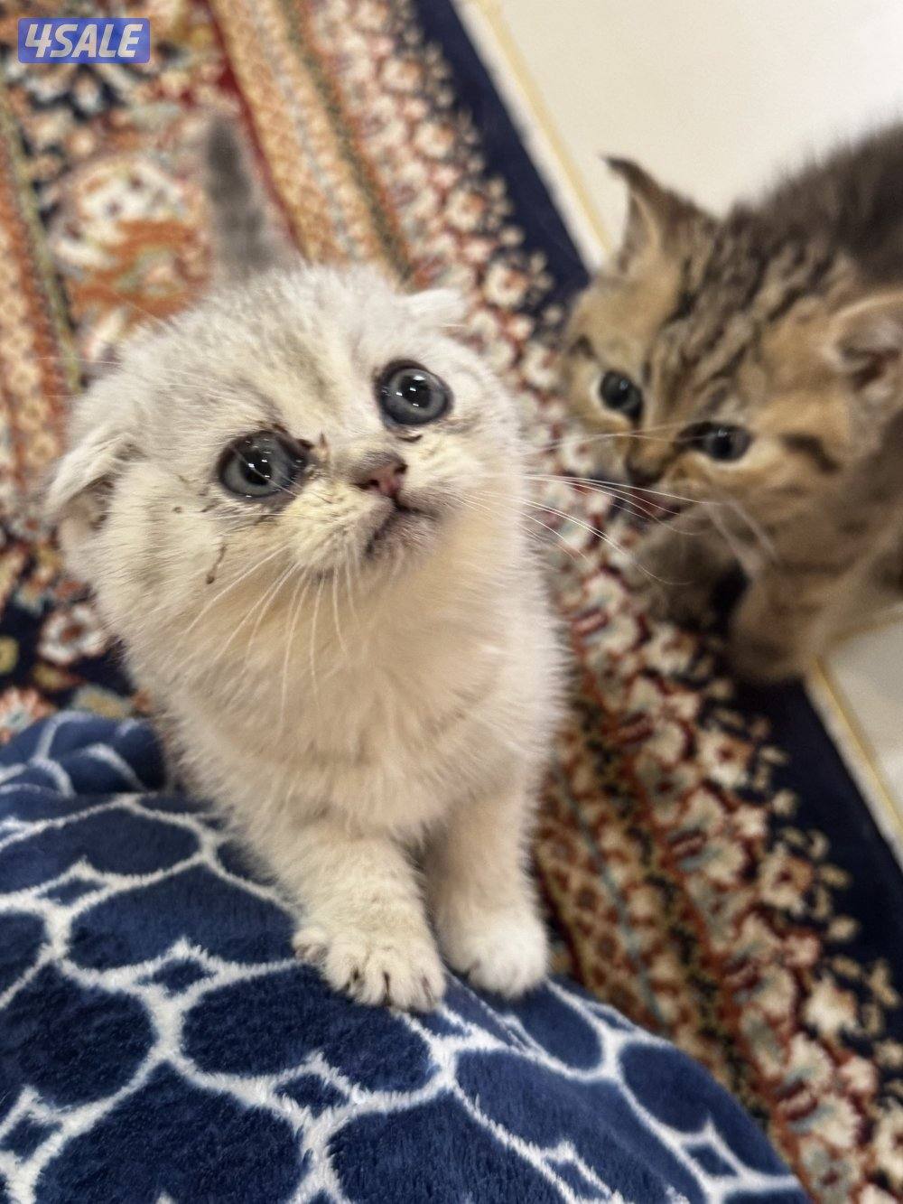 للبيع كتين سكوتش فولد وستريت بيور شي نظيف4