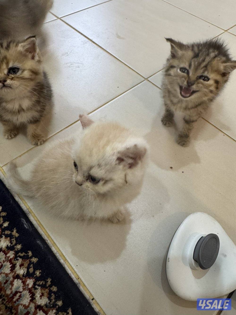 للبيع كتين سكوتش فولد وستريت بيور شي نظيف5