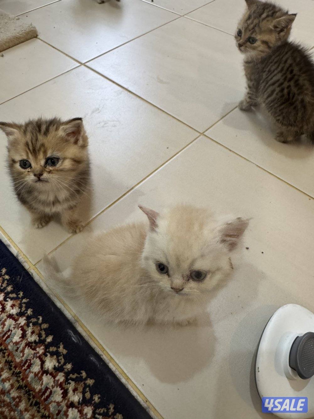 للبيع كتين سكوتش فولد وستريت بيور شي نظيف8