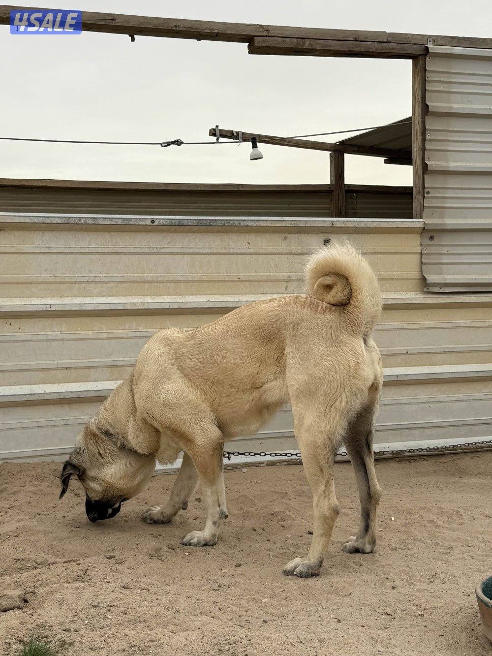 للبيع نثيه كنقال التركي1