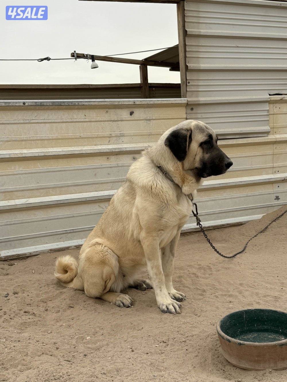 للبيع نثيه كنقال التركي2