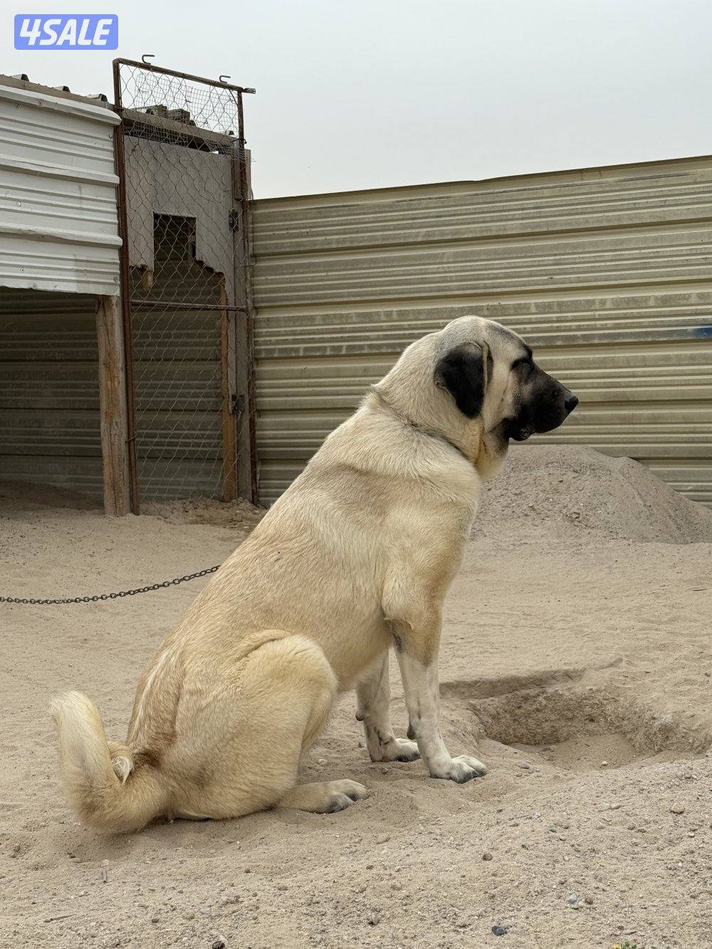 للبيع نثيه كنقال التركي3