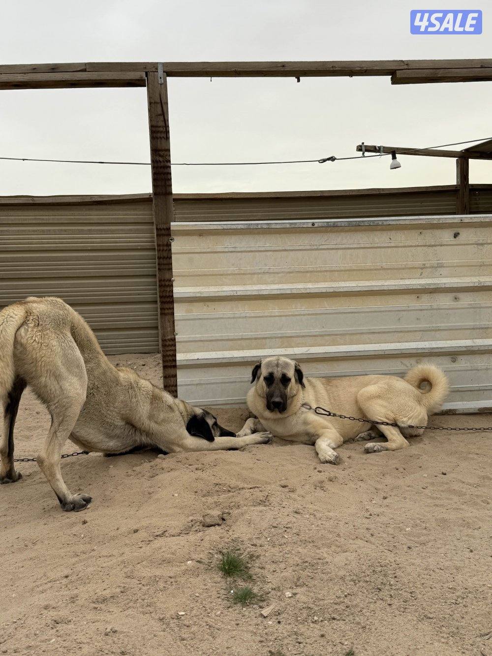 للبيع نثيه كنقال التركي4