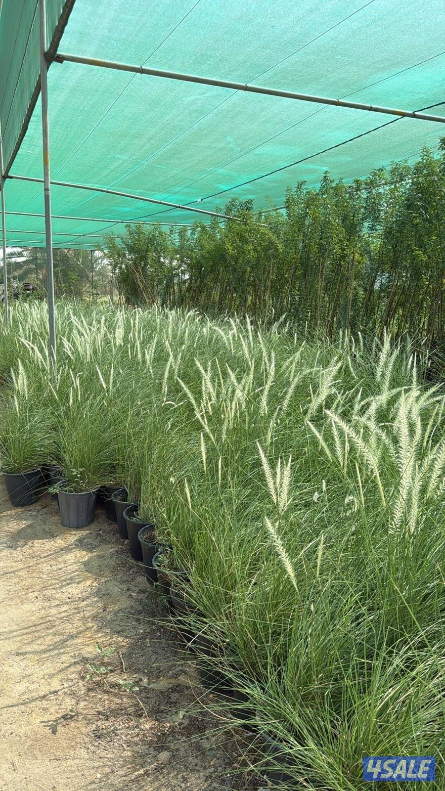 زراعة وتنسيق حدائق2