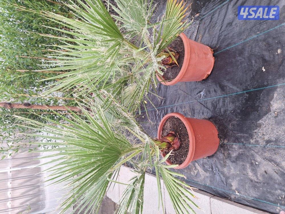 زراعة وتنسيق حدائق4