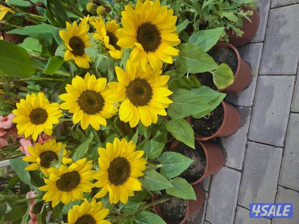 زراعة وتنسيق حدائق8