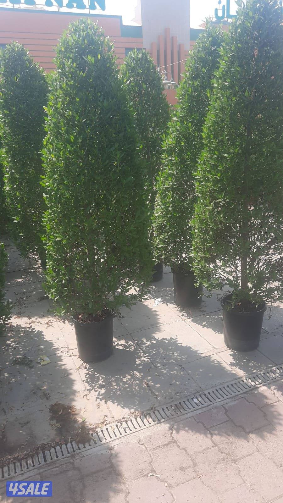 زراعة وتنسيق حدائق14