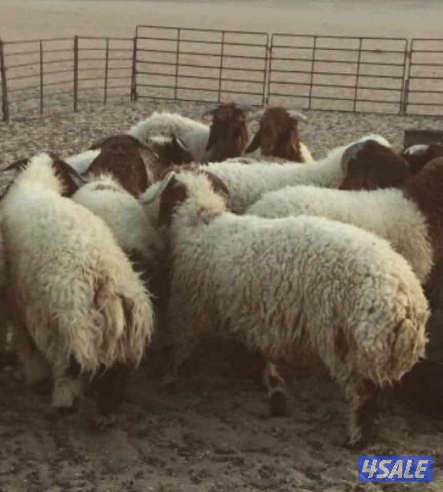 يتم جزّ شعر الأغنام بعناية.0