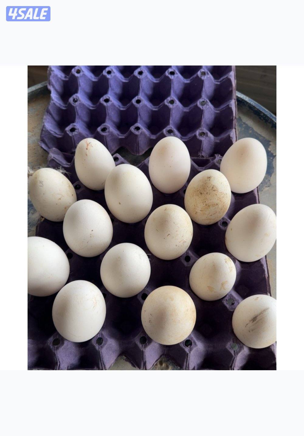 السلام عليكم البيع  بيض وز العين زرقا0