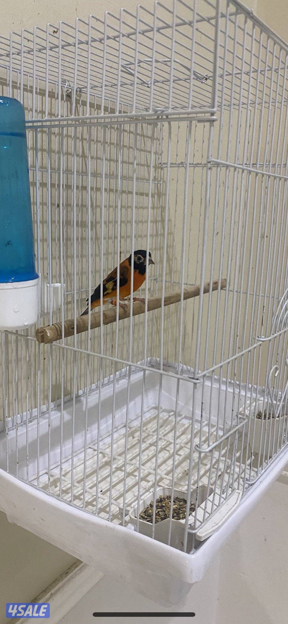 سيسكن احمر ذكر تغريد0