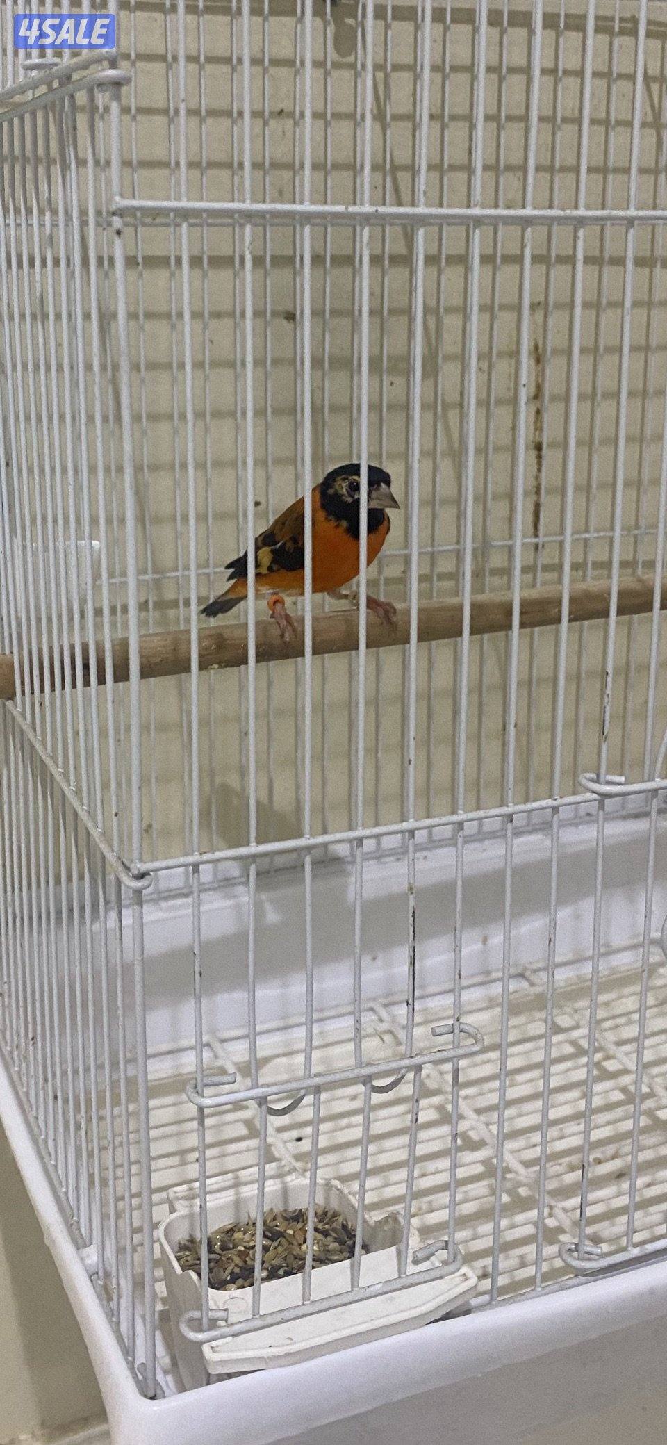 سيسكن احمر ذكر تغريد1