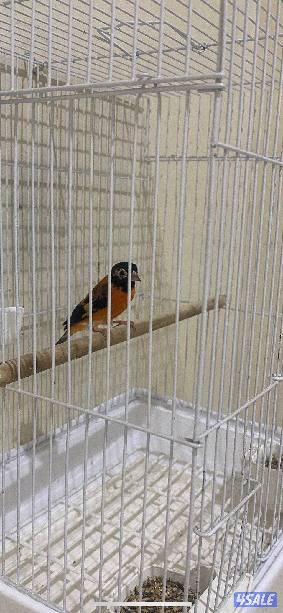 سيسكن احمر ذكر تغريد2