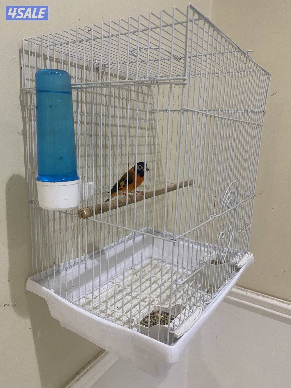 سيسكن احمر ذكر تغريد3