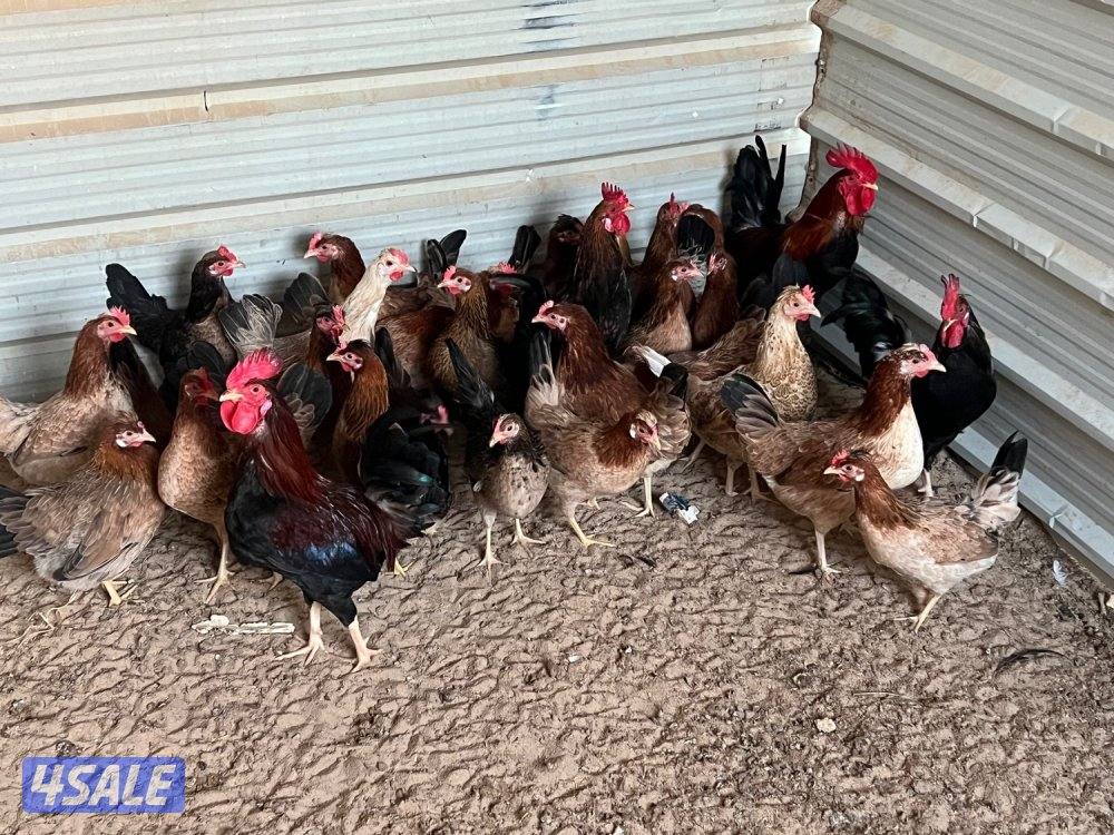 للبيع بيض دجاج عربي ترثه + دجاج عراقي1