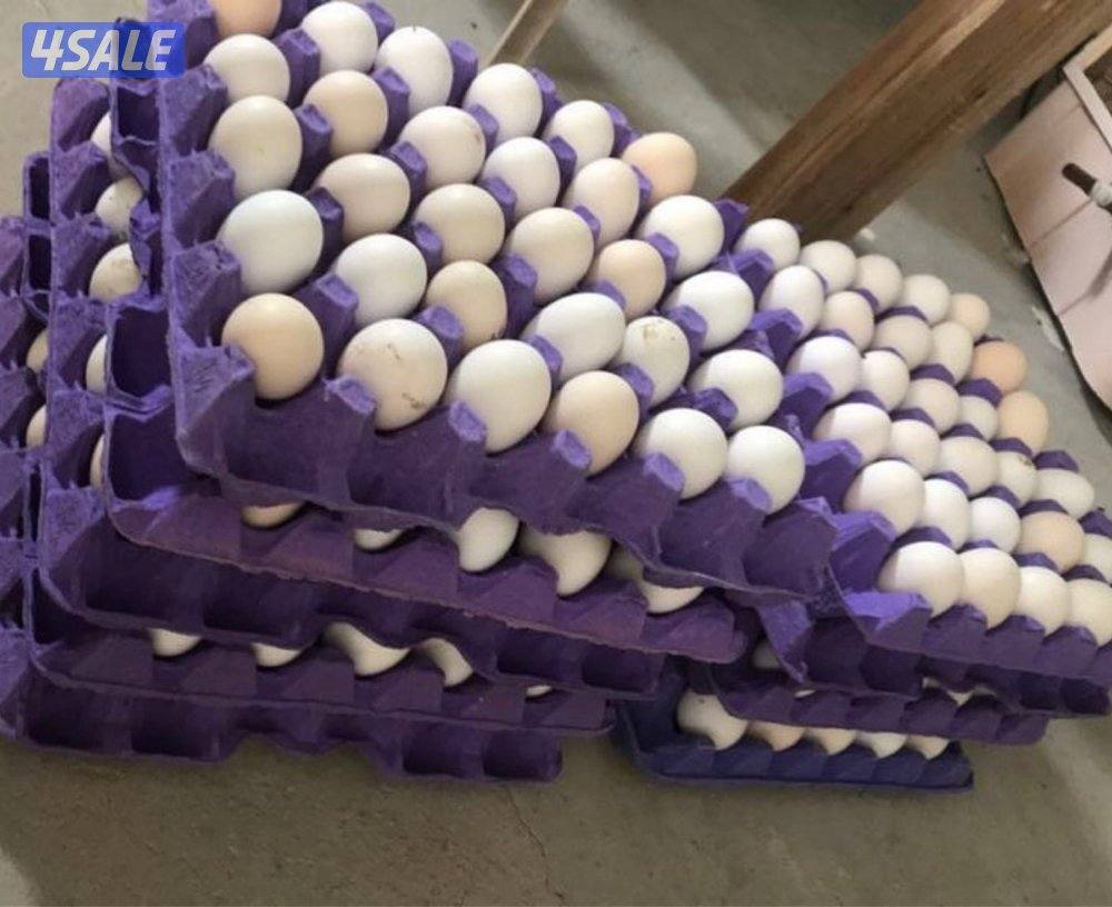 للبيع بيض دجاج عربي ترثه + دجاج عراقي0