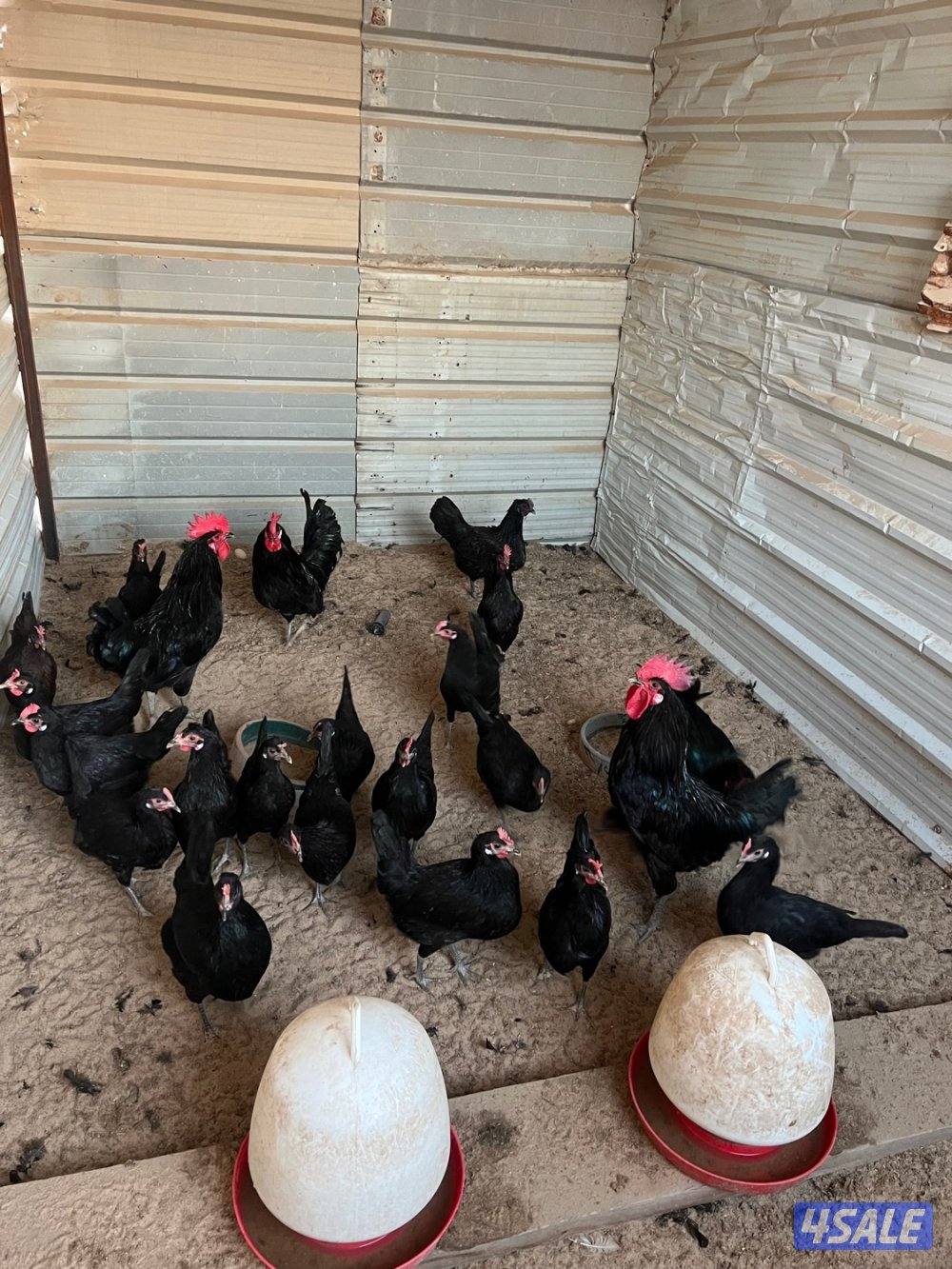 للبيع بيض دجاج عربي ترثه + دجاج عراقي2