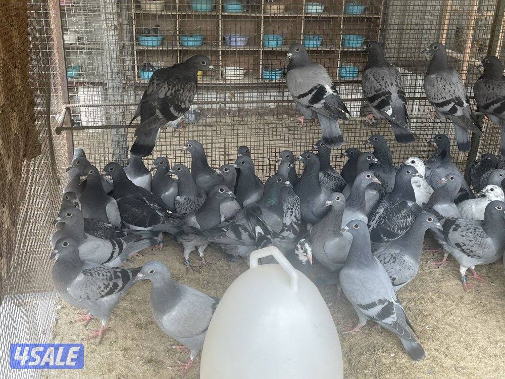 للبيع فروخ زاجل سباق0