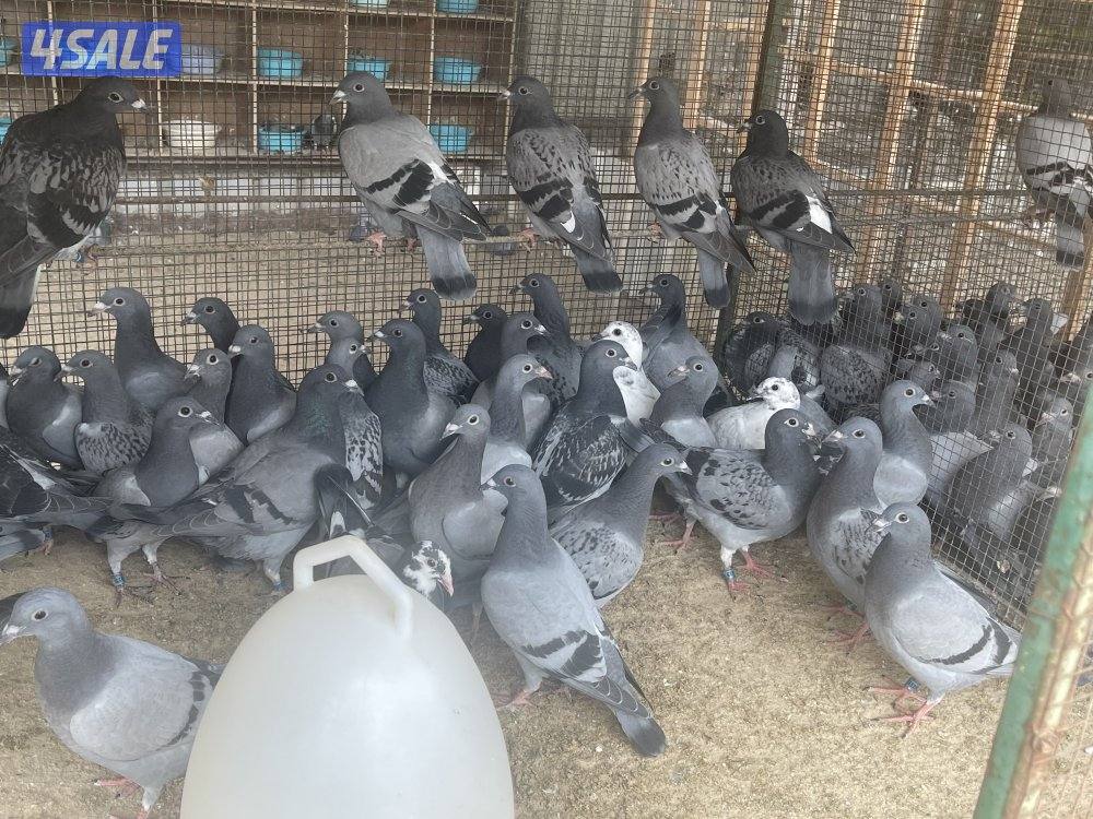 للبيع فروخ زاجل سباق1